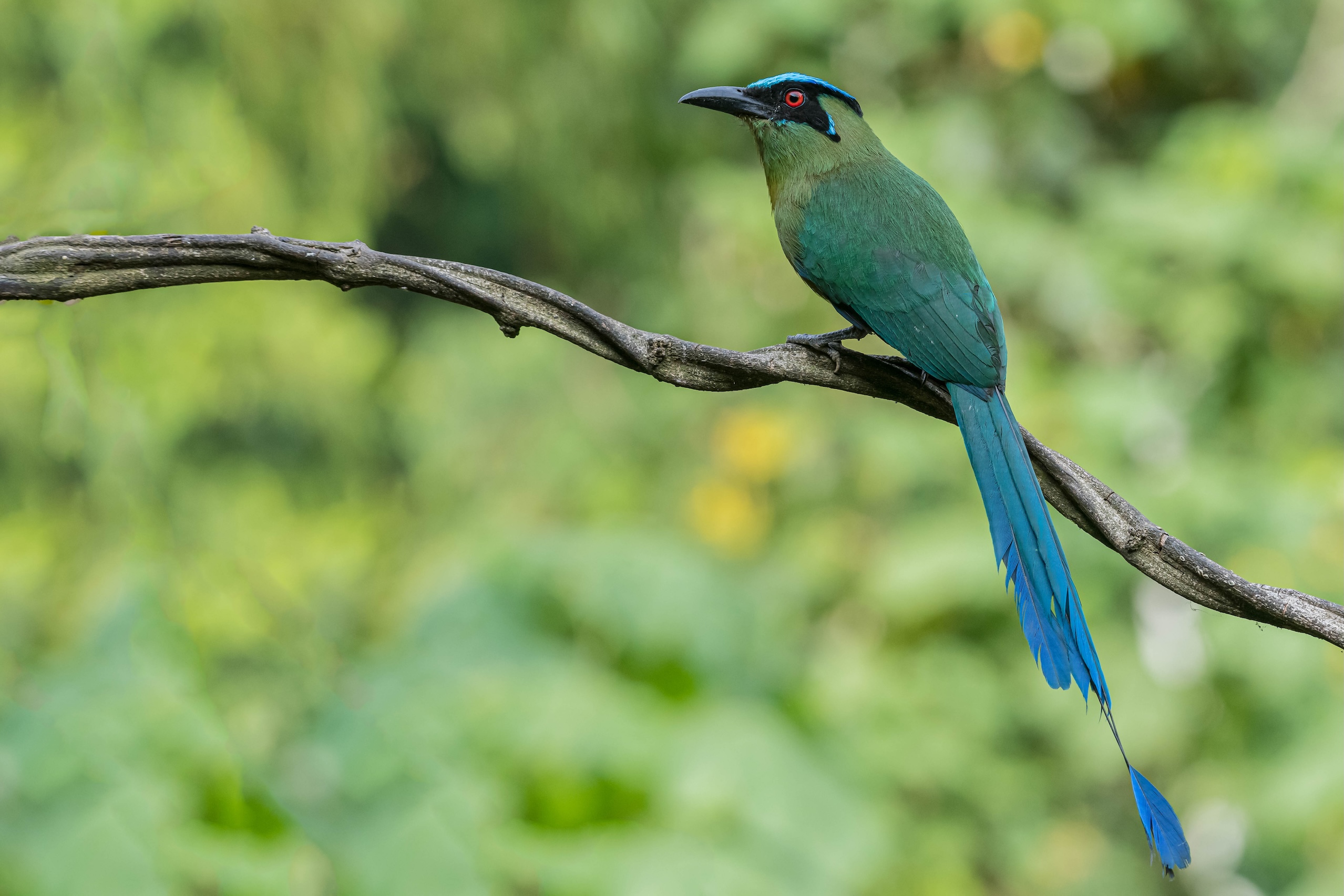 Colombia in Focus: A Compact Bird Photography Tour